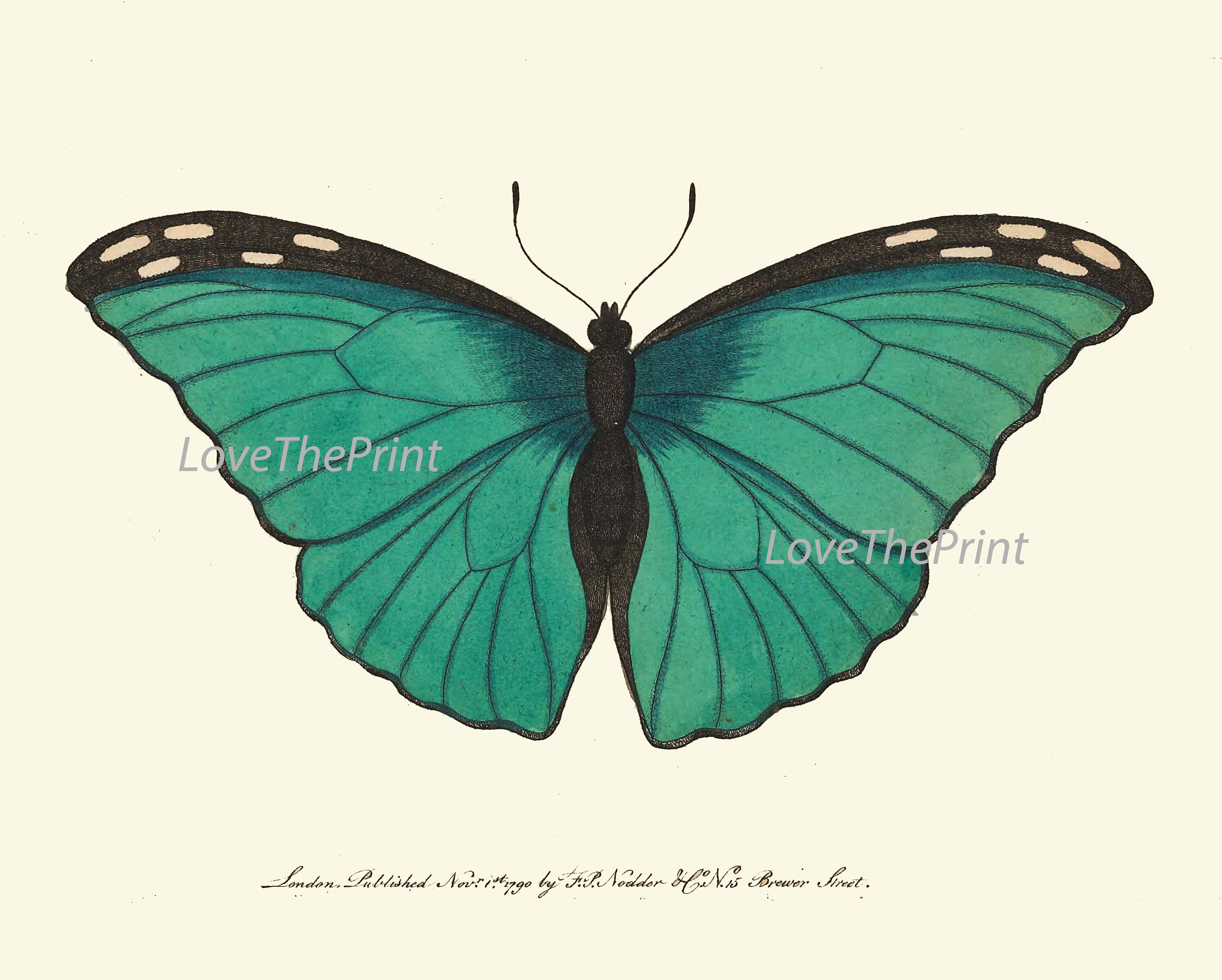 Butterfly Prints Wall Art Set of 12 Beautiful Antique Vintage Colorful ...