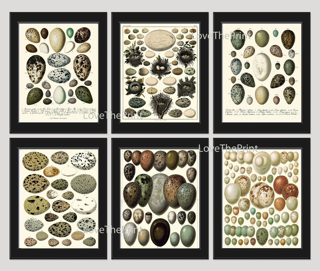 Vintage Bird Eggs Wall Art Print Set of 6 Beautiful Antique Vintage