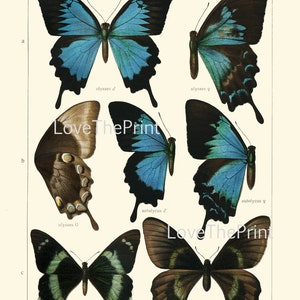 Vintage Butterflies Wall Art Set of 12 Prints Beautiful Antique ...