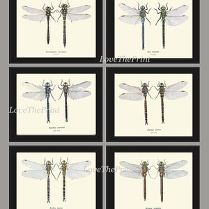 Dragonfly Prints Wall Art Set of 6 Beautiful Antique Vintage Garden Nature Insect Illustration Picture Watercolor Home Decor to Frame BRIT