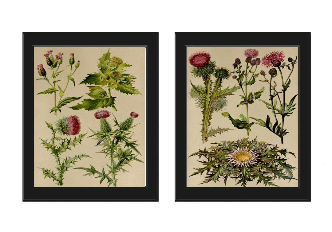 Thistle Botanical Wall Art Set of 2 Prints Beautiful Antique Vintage ...