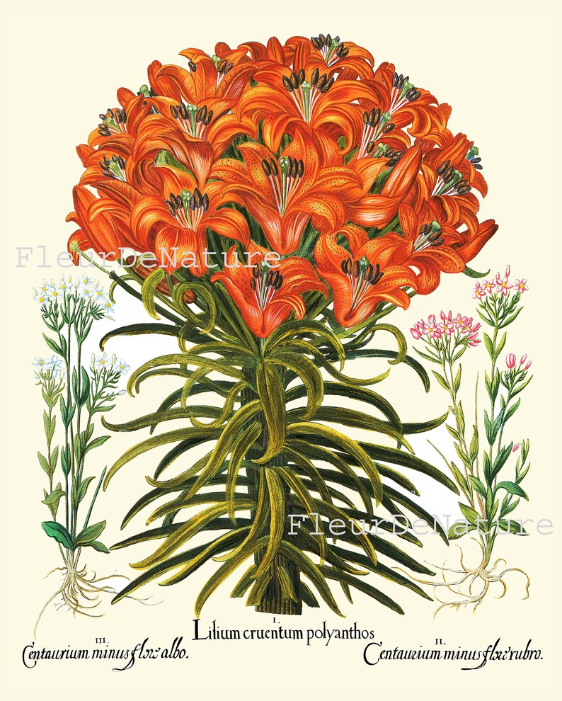 Lily Lilies Wall Art Set of 6 Prints Beautiful Botanical Orange White