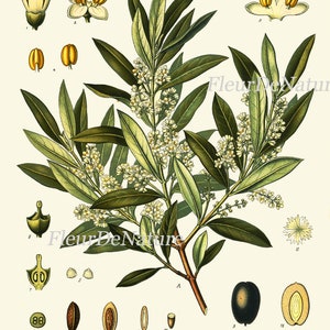 Herbs and Spices Print Set Botanical Wall Art of 9 Prints Beautiful ...
