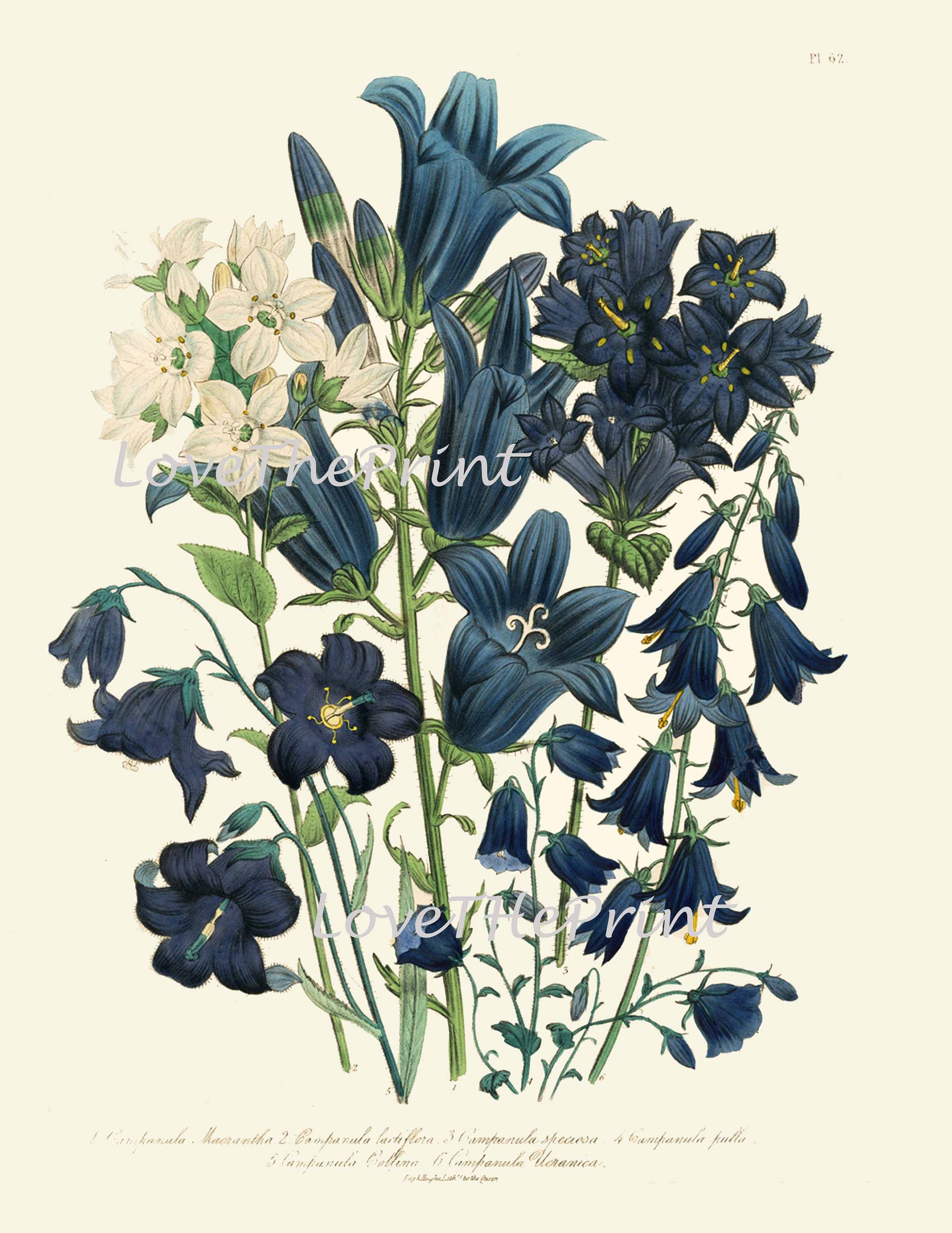Blue Flowers Botanical Wall Art Set of 6 Prints Beautiful Vintage ...