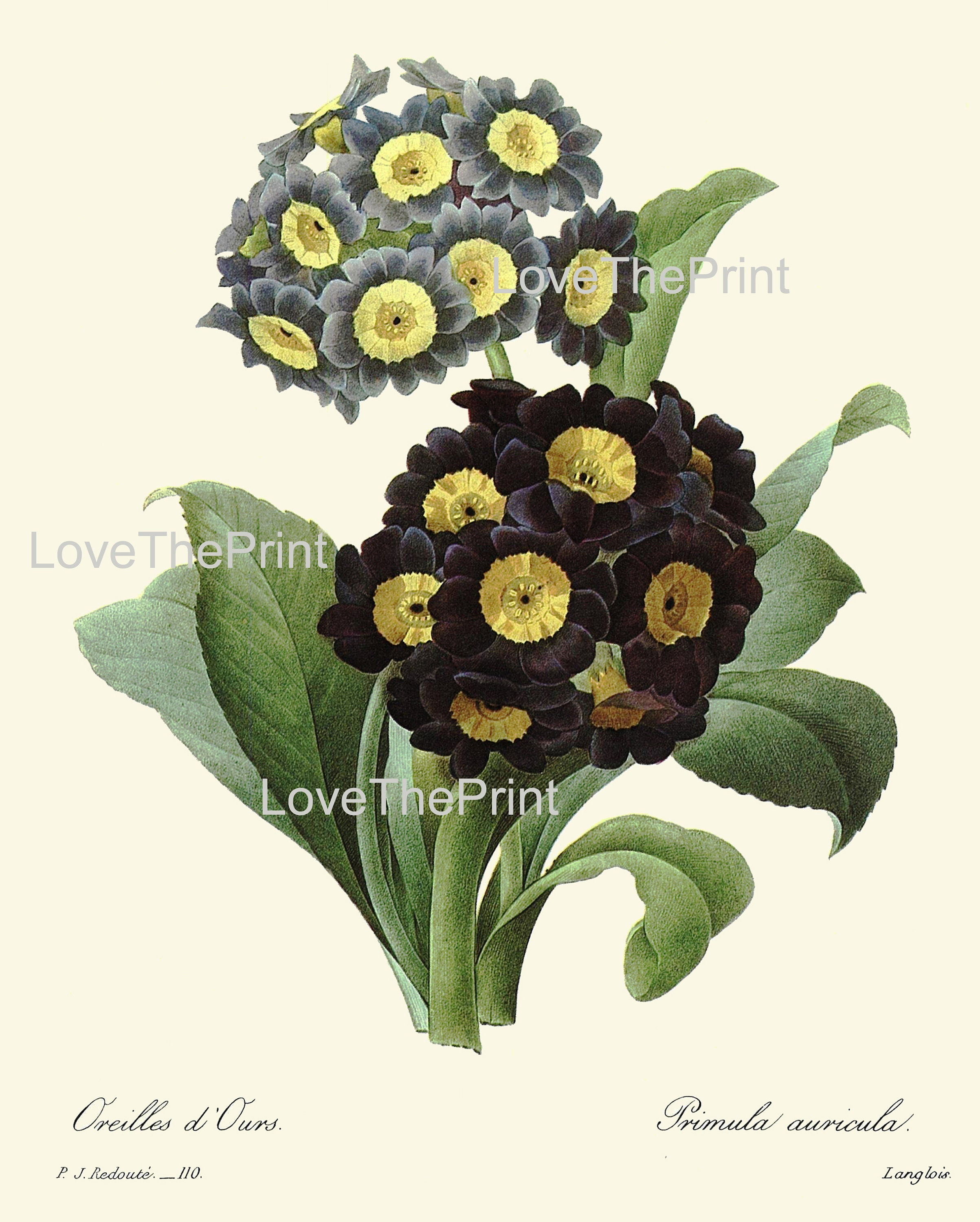 Botanical Prints Wall Art Set of 9 Beautiful Antique Vintage Flowers ...