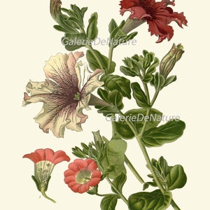 Botanical Prints Wall Decor Art Set of 6 Beautiful Vintage Antique ...