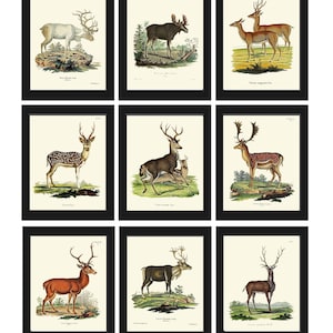 Moose Elk Deer Prints Wall Art Set of 9 Beautiful Antique Vintage Rustic Cabin Cottage Farmhouse Illustration Home Room Decor to Frame DEER