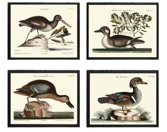 Vintage Duck Bird Wall Art Print Set of 4 Beautiful Antique Lake House Wildlife Birds Farmhouse Cabin Rustic Home Room Decor to Frame MCT