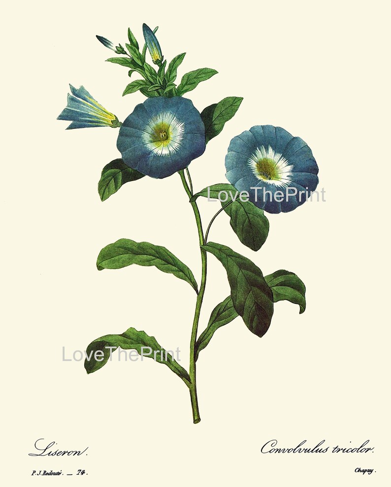 Blue Flowers Botanical Wall Art Set of 4 Prints Beautiful Vintage ...