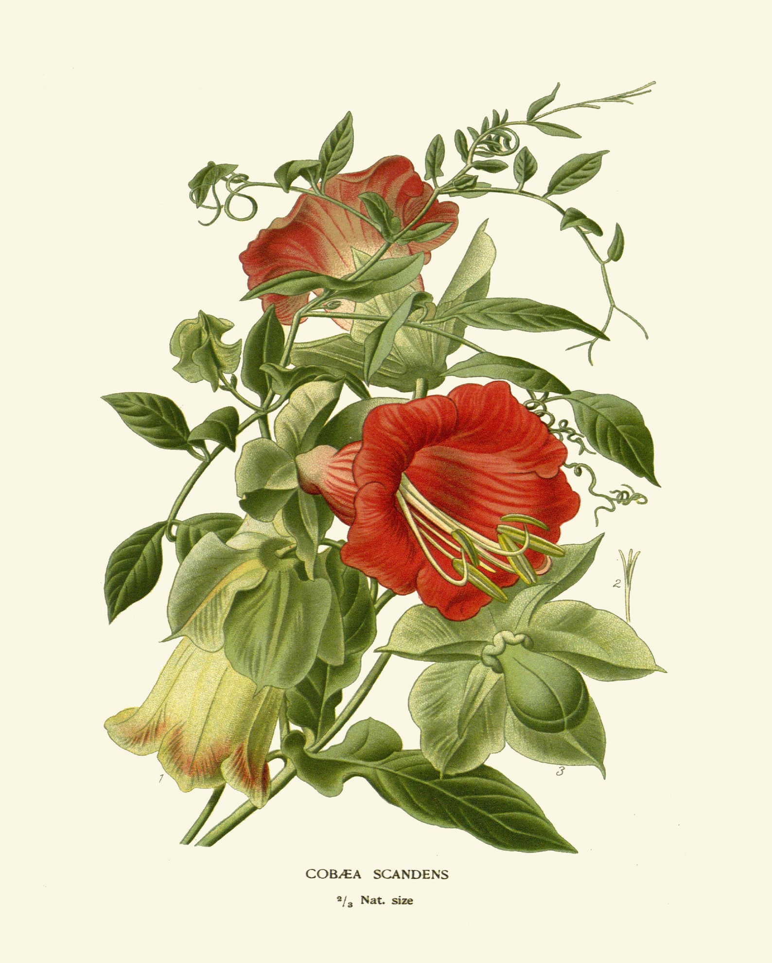 Botanical Print Set of 4 Prints Tulip Lily Iris Beautiful Antique Wall ...
