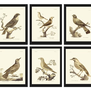 Vintage Birds Prints Wall Art Set of 6 Prints Antique Bird Print Set Cottage Farmhouse Natural Colors Illustration Home Decor to Frame BARR
