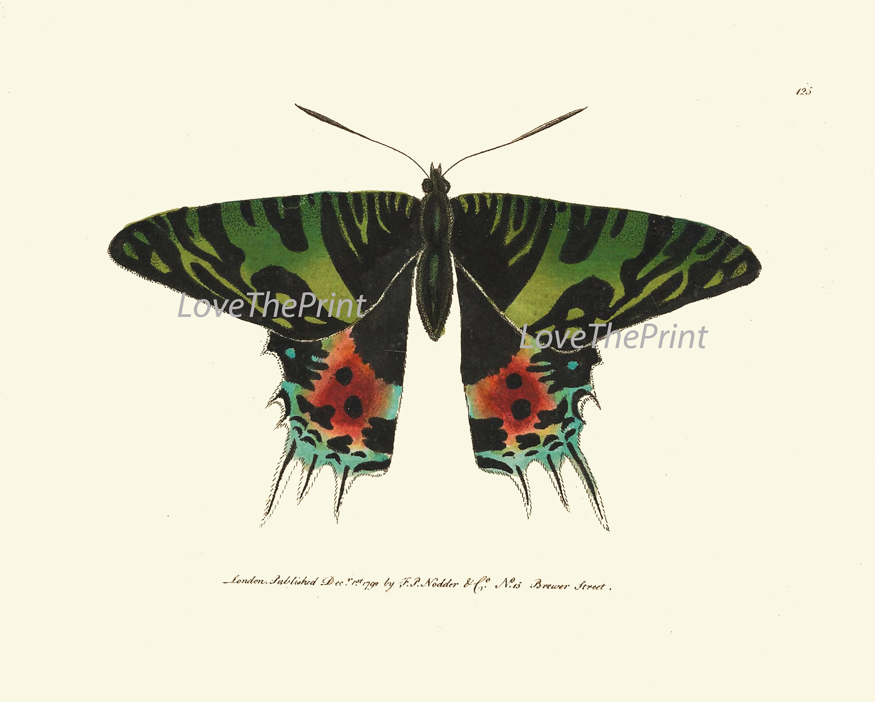 Butterfly Prints Full Wall Art Gallery Set of 16 Beautiful Antique ...