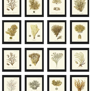 Coral Prints Wall Art Gallery Set of 16 Beautiful Antique Vintage Corals Sea Ocean Nature Science Beach Home Interior Decor to Frame ESPE