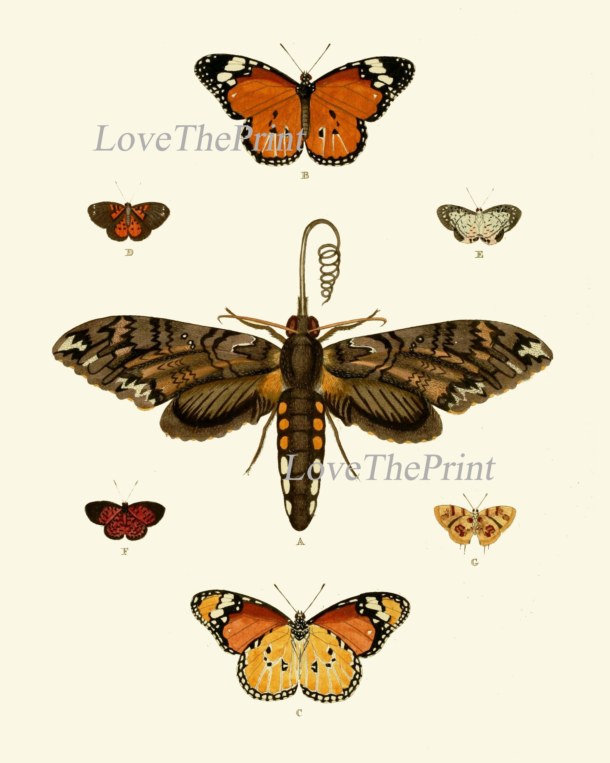 Vintage Butterfly Wall Art Print Set of 4 Antique Vintage Neutral Color ...