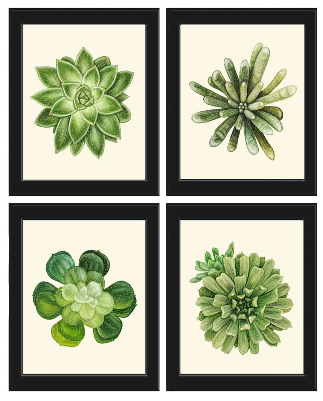 Succulents Home Decor Wall Art Print Set of 4 Beautiful Green Cactus ...