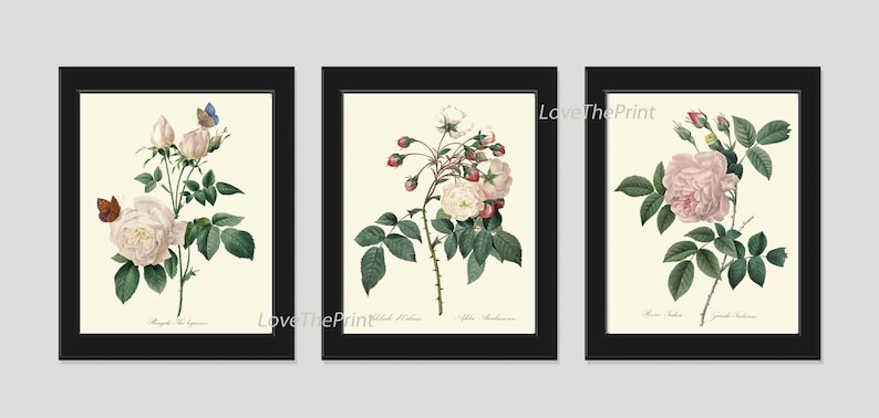 Botanical Print Set of 3 Roses Wall Art Beautiful Antique Vintage White ...