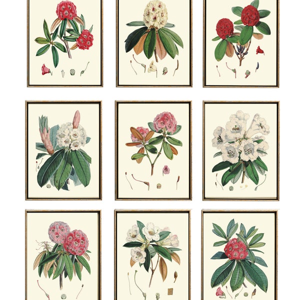 White Pink Red Rhododendron Azalea Botanical Prints Wall Art Set of 9 Beautiful Antique Vintage Flowers Home Gallery Decor to Frame HJDR