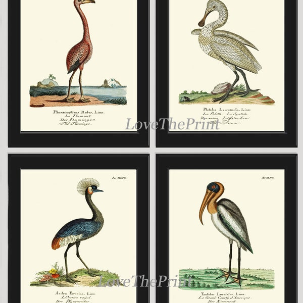 Flamingo Swan Crane Pelican Vintage Antique Bird Home Wall Art Print Set of 4 Lake River Sea Ocean Bathroom Bedroom Home Decor to Frame HJF