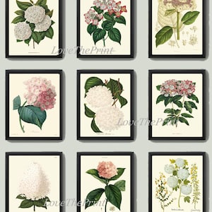 Hortensia Hortensia Botanische Wall Art Set van 9 Prints Prachtige Vintage Antieke Roze Witte Bloemen BloemenTuin Home Decor om HYDR in te lijsten