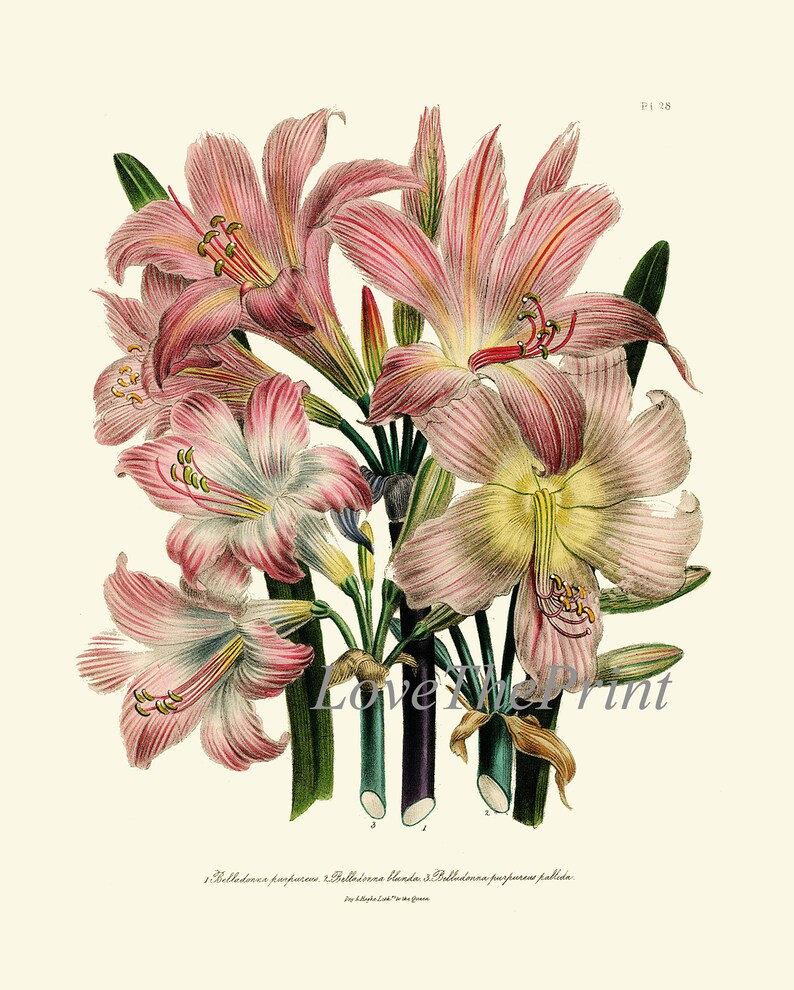 Botanical Wall Art Set of 6 Prints Beautiful Vintage Antique Red White ...