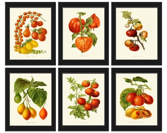 May include: Six vintage botanical illustrations of different types of tomatoes, including cherry tomatoes, yellow tomatoes, and red tomatoes. The illustrations are in a realistic style and feature detailed drawings of the plants and fruits.