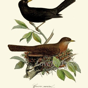 Vintage Bird Wall Art Gallery Set of 16 Prints Beautiful Antique Nest ...