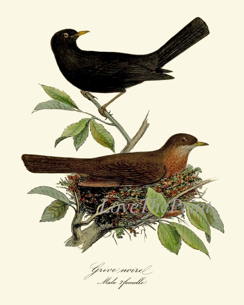 Vintage Bird Wall Art Gallery Set of 9 Prints Beautiful Antique Nest