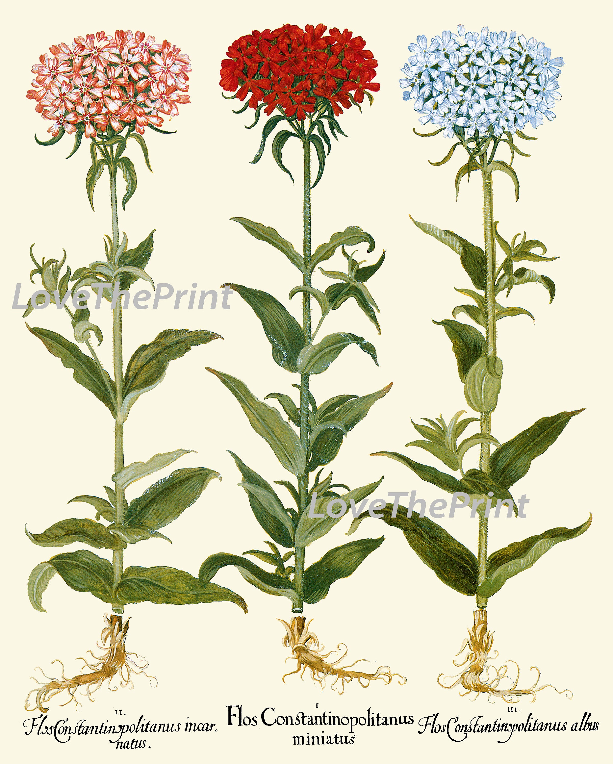 Blue Pink Flowers Botanical Wall Art Set of 6 Prints Beautiful - Etsy