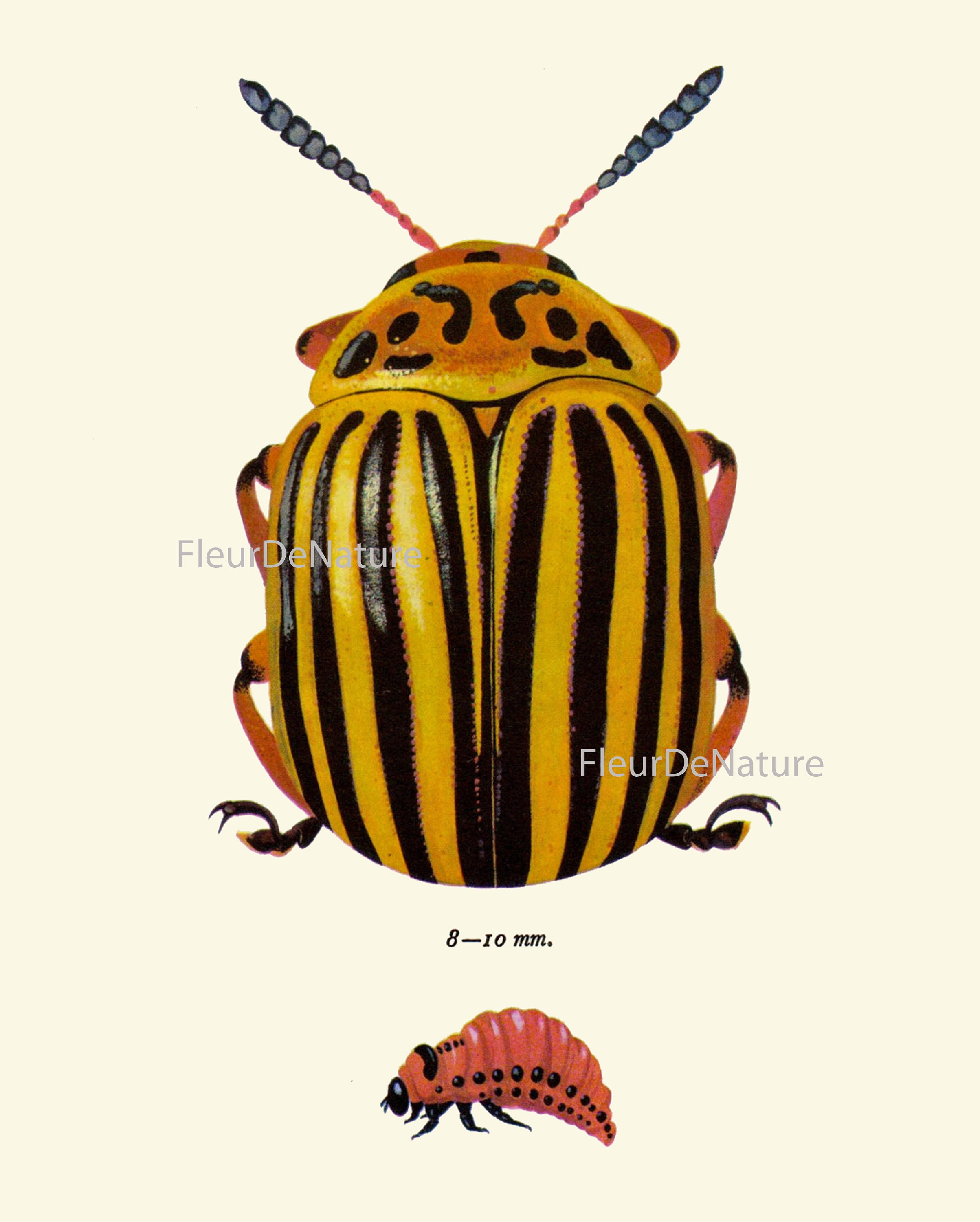 Vintage Beetle Wall Art Set of 4 Prints Beautiful Antique - Etsy