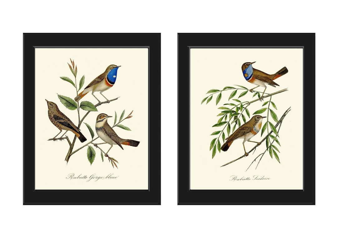 Vintage Bird Wall Art Prints Set of 2 Beautiful Antique Blue Birds Tree