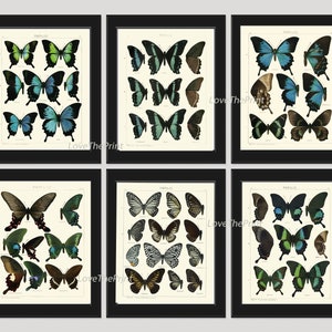 Vintage Butterfly Chart Wall Art Set of 6 Prints Beautiful Antique Blue Green Butterfly Illustration Decoration Home Decor to Frame ASDG