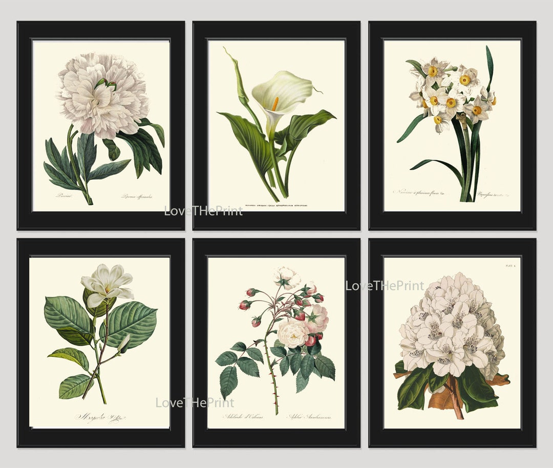 White Flowers Botanical Wall Art Set of 6 Prints Beautiful Peony Roses ...