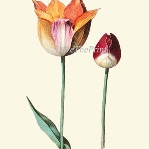 Botanical Prints Tulip Flowers Wall Art Decor Set of 4 Beautiful ...
