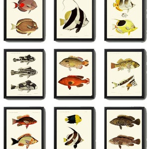 Tropical Fish Wall Art Set of 9 Prints Beautiful Antique Vintage Colorful Red Black and White Stripe Ocean Marine Home Decor to Frame FGH