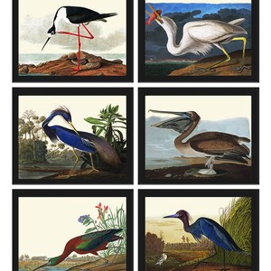 John James Audubon Birds Wall Art Prints Vintage Antique Set of 6 Ibis Crane Heron Pelican Home Room Decor Illustration Poster to Frame JJA