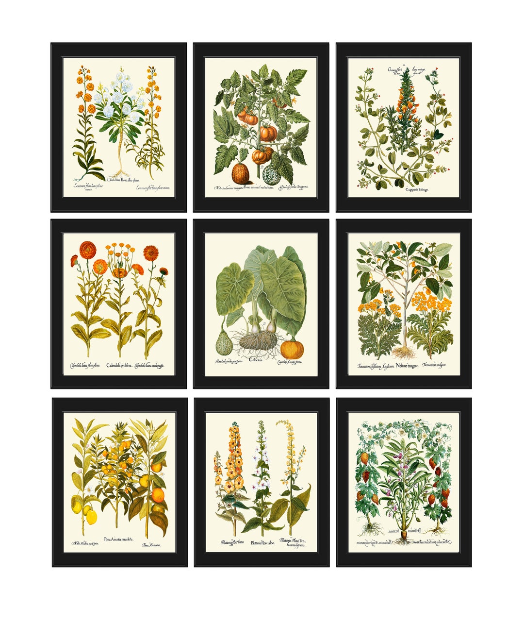 Wildflower Fruit Spices Botanical Prints Wall Art Set of 9 Beautiful ...