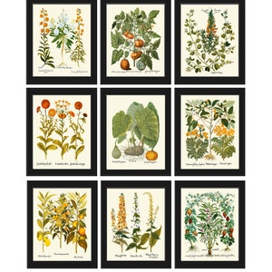 Wildflower Fruit Spices Botanical Prints Wall Art Set of 9 Beautiful Spring Summer Garden Outdoor Nature Antique Vintage Decor to Frame BESL