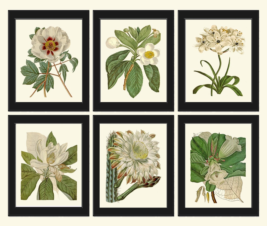 White Flower Botanical Prints Wall Art Set of 6 Beautiful Antique ...
