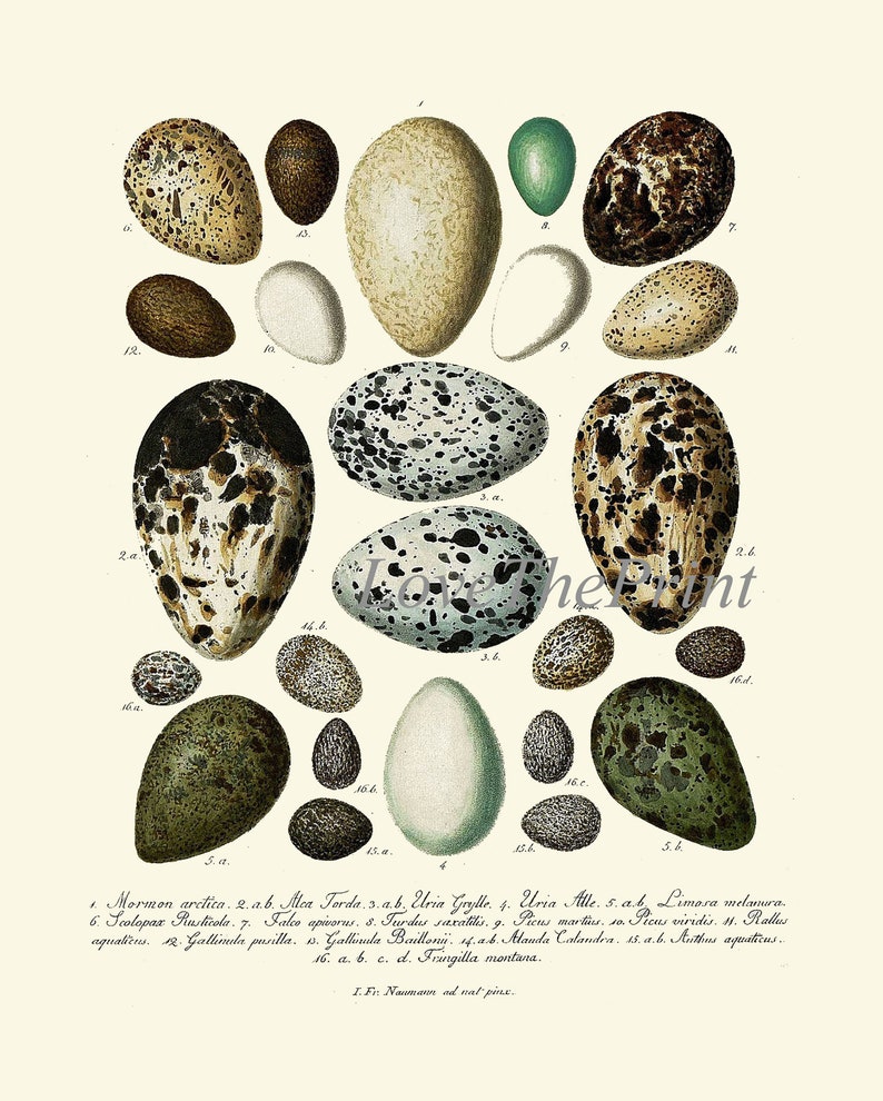 Vintage Bird Eggs Wall Art Print Set of 6 Beautiful Antique Etsy