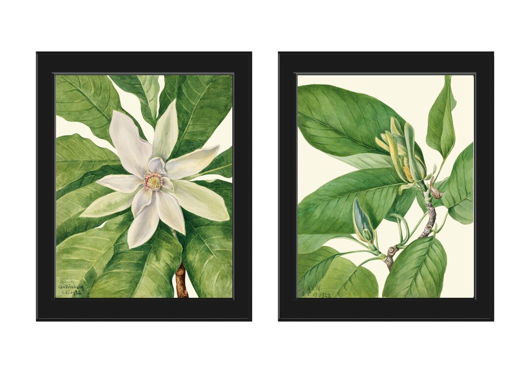 White Blooming Magnolia Flowers Botanical Prints Wall Art Set of 2 ...