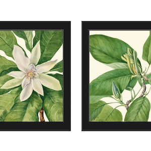 White Blooming Magnolia Flowers Botanical Prints Wall Art Set of 2 Beautiful Antique Vintage Watercolor Illustration Home Decor to Frame MVW