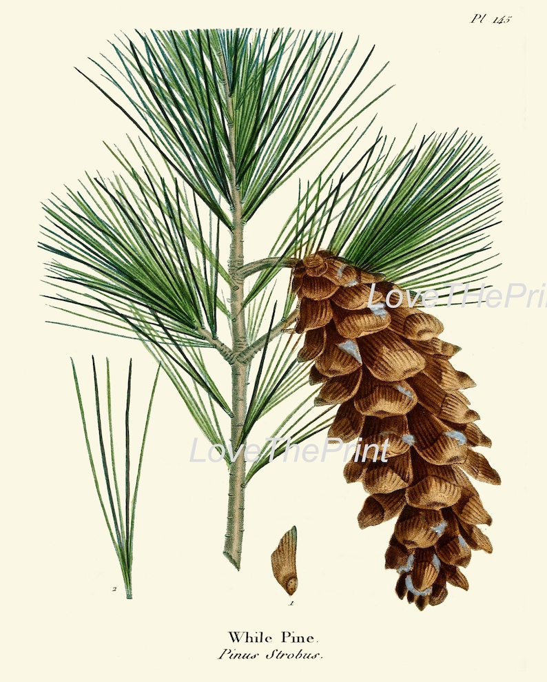 Pinecone Botanical Wall Art Set of 4 Prints Beautiful Antique Vintage ...