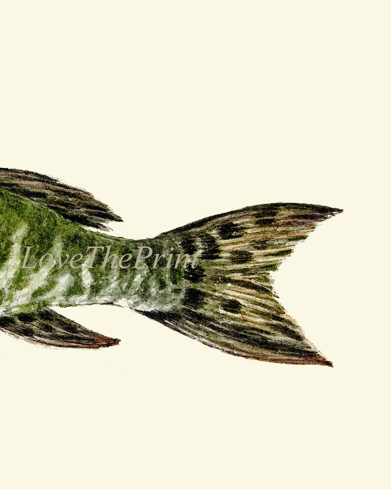 Vintage Fish Wall Art Set of 3 Prints Beautiful Antique Lake River