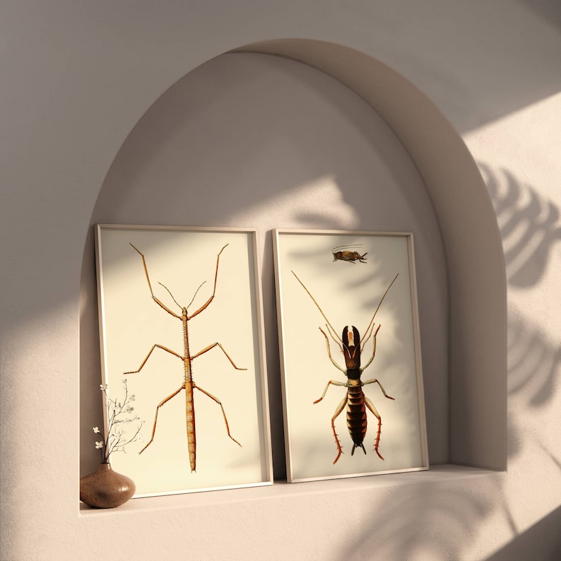 Walking Stick Insect Wall Art Print Set of 2 Vintage Antique Beetle Bug ...