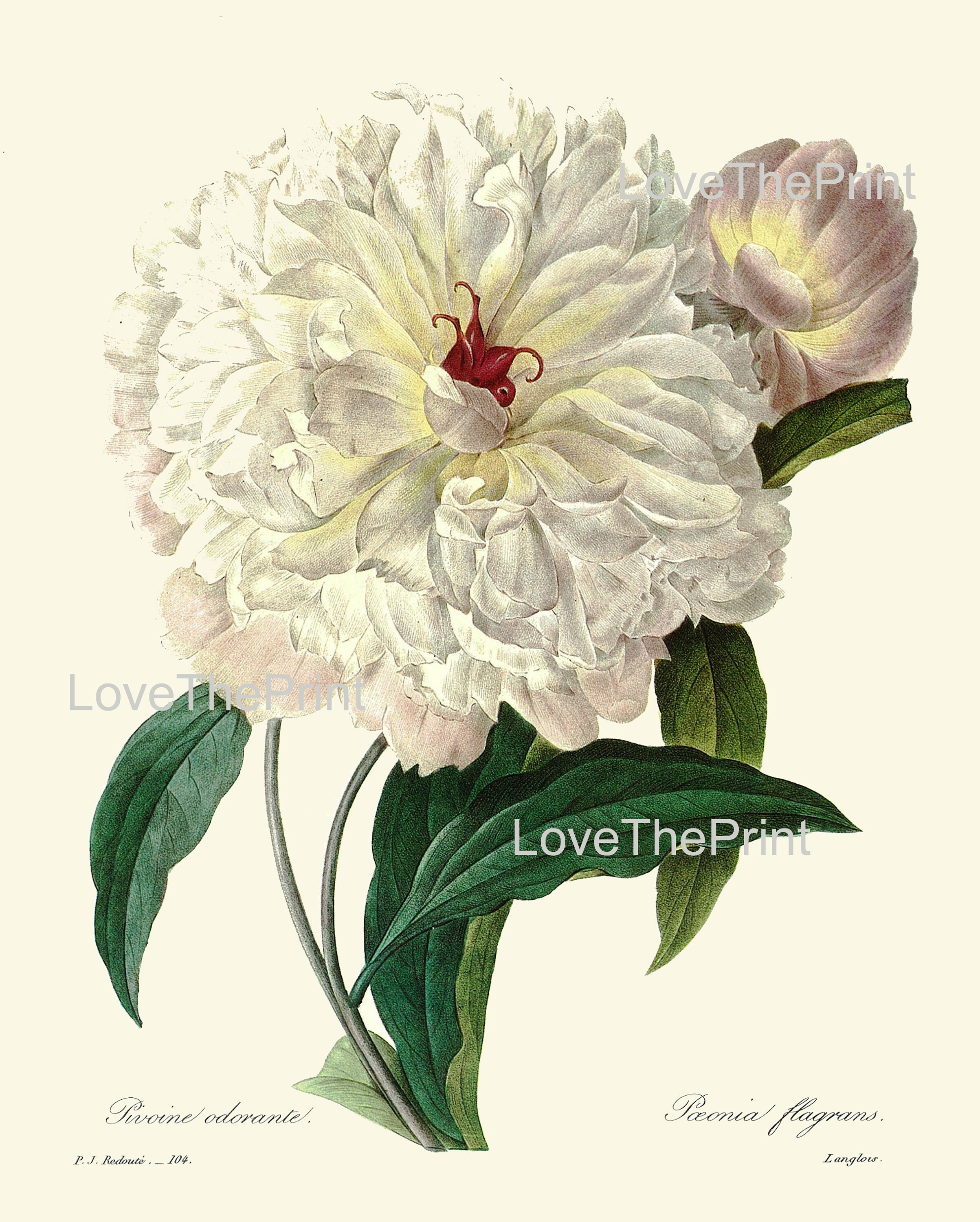 White Flower Botanical Prints Wall Art Set of 12 Beautiful Antique ...