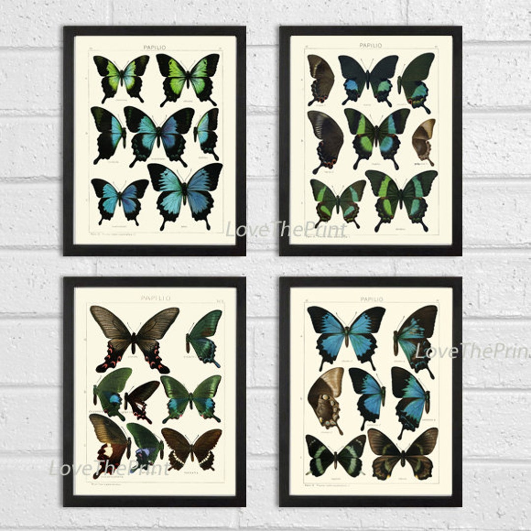 Blue Butterfly Prints Wall Art Set of 4 Beautiful Antique Vintage ...