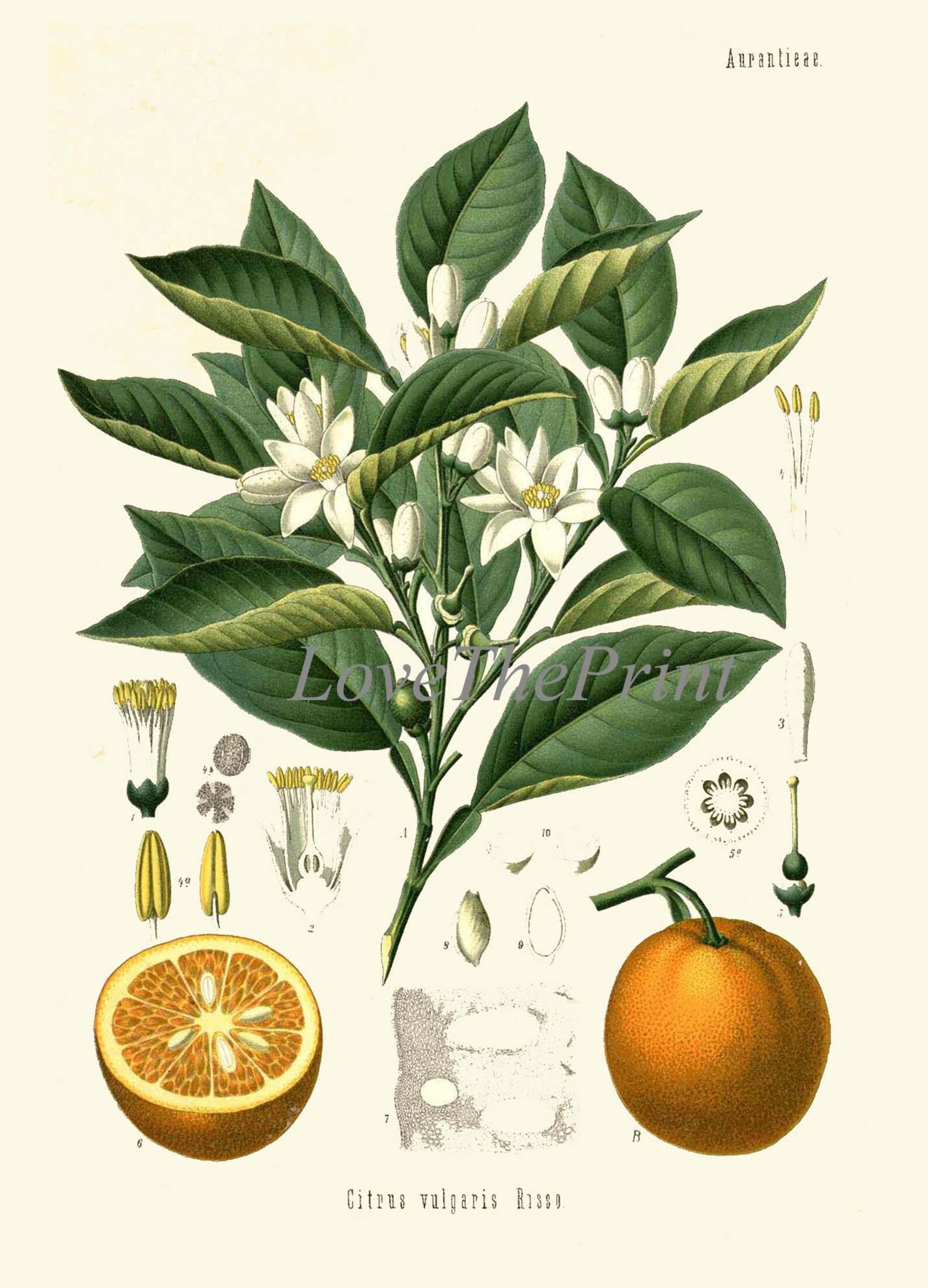 Tropical Fruit Botanical Wall Art Set of 12 Prints Beautiful Antique ...