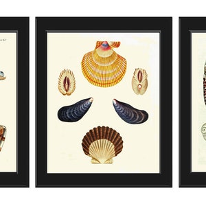 Vintage Seashell Shells Wall Art Set of 3 Prints Beautiful Antique Sea Shells Ocean Beach Decoration Bathroom Office Home Decor to Frame KG