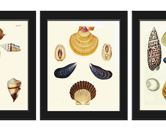May include: A set of three vintage illustrations featuring various seashells. The first illustration shows a variety of seashells in shades of brown, white, and black. The second illustration features a variety of seashells in shades of blue, white, and brown. The third illustration shows a variety of seashells in shades of orange, white, and brown.