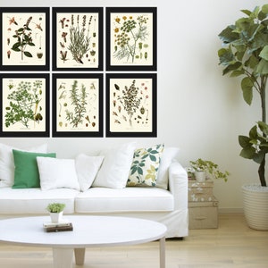 Herbs Spices Prints Wall Art Set 6 Beautiful Botanical Kitchen Dining ...